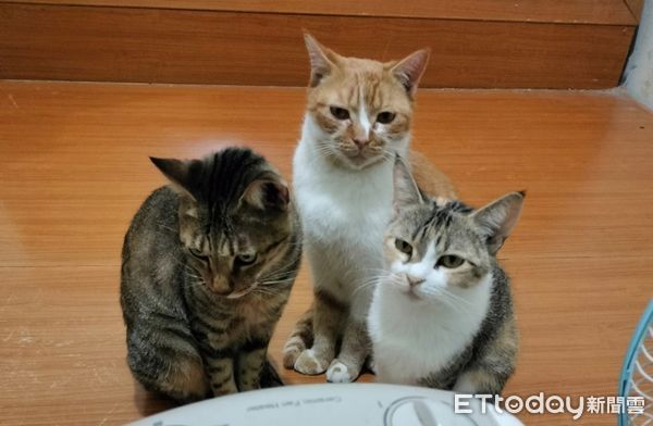 ▲剛打開暖爐！3愛貓排排站卡位「等到不耐煩」　媽嘆：我都吹不到。（圖／飼主提供）