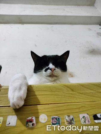 ▲剛打開暖爐！3愛貓排排站卡位「等到不耐煩」　媽嘆：我都吹不到。（圖／飼主提供）
