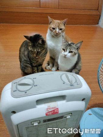 ▲剛打開暖爐！3愛貓排排站卡位「等到不耐煩」　媽嘆：我都吹不到。（圖／飼主提供）
