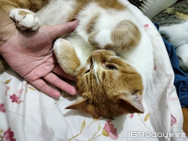 ▲剛打開暖爐！3愛貓排排站卡位「等到不耐煩」　媽嘆：我都吹不到。（圖／飼主提供）