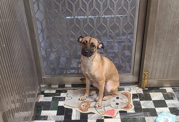 ▲耳機突然消失！愛犬開飛機耳變「心虛小海豹」　嘴巴一開奴才傻眼。（圖／有點毛毛的／飼主Wan Yu Lin提供）