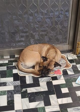▲耳機突然消失！愛犬開飛機耳變「心虛小海豹」　嘴巴一開奴才傻眼。（圖／有點毛毛的／飼主Wan Yu Lin提供）