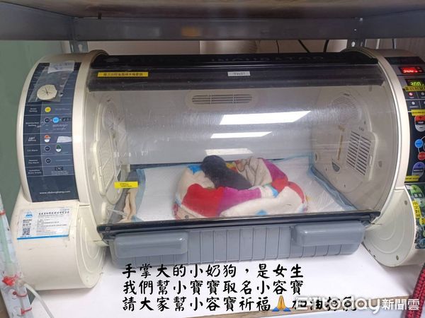 ▲▼眼睛還沒張開！巴掌大奶汪慘中獸夾　「斷掌露白骨」惹心疼。（圖／臉書粉專「徐文良（徐園長護生園）」提供）