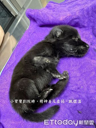 ▲▼眼睛還沒張開！巴掌大奶汪慘中獸夾　「斷掌露白骨」惹心疼。（圖／臉書粉專「徐文良（徐園長護生園）」提供）