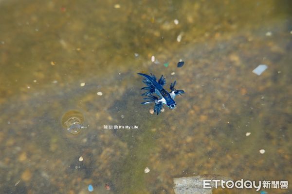 ▲大西洋海神海蛞蝓。（圖／網友陳信助提供，請勿隨意翻拍，以免侵權。）