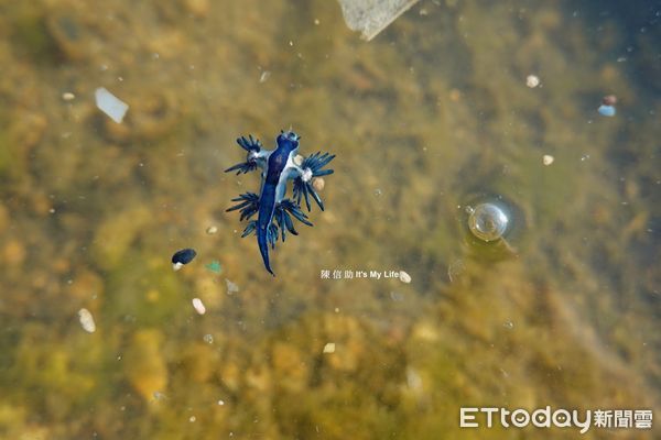 ▲大西洋海神海蛞蝓。（圖／網友陳信助提供，請勿隨意翻拍，以免侵權。）
