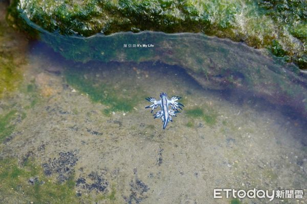 ▲大西洋海神海蛞蝓。（圖／網友陳信助提供，請勿隨意翻拍，以免侵權。）