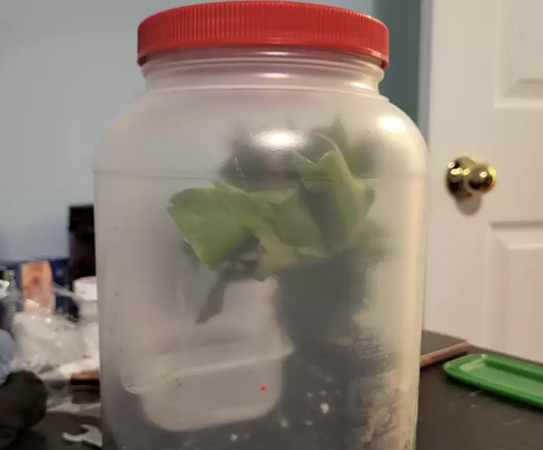 ▲▼一名國外男子去IKEA採買用品，意外發現一隻青蛙在盆在內，最後將牠收編。（圖／翻攝自The Dodo）