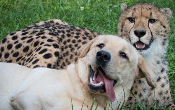 ▲▼動物園安排一隻拉不拉多陪伴在生性膽小的小獵豹身邊，牠們相處得非常融洽。（圖／翻攝自Facebook／Columbus Zoo and Aquarium）