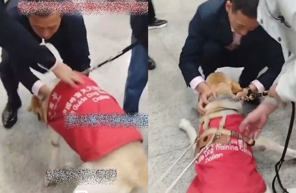 ▲導盲犬退役被認養了　機場認出「熟悉面孔」激動討抱：原來是你！。（圖／翻攝自微博／浙江日報）
