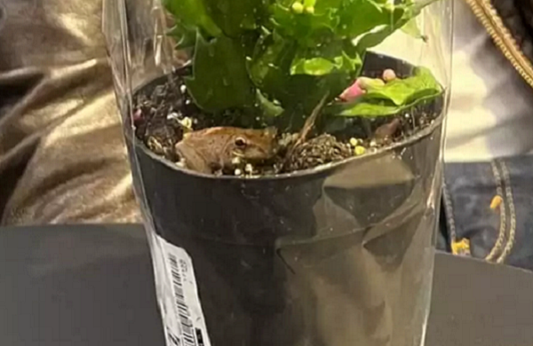 ▲▼男子到IKEA逛採訪用品，意外發現一隻青蛙在盆栽內，最後決定收編。（圖／翻攝自The Dodo）