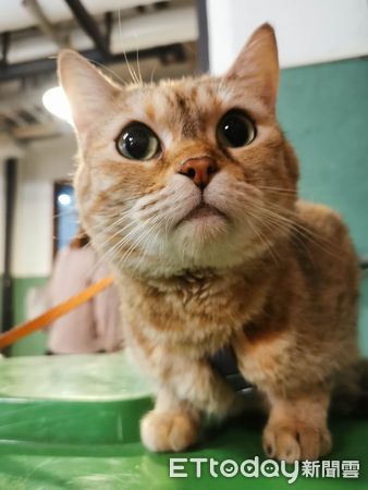 ▲奴才剛坐下「雙腿全被貓佔位」　1.5hrs過去他崩潰喊：想大便怎辦。（圖／Instagram／shawnhow_meow提供）