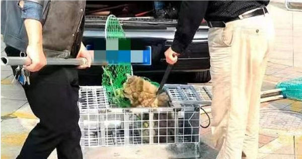 「猴子」被捕狗隊無預警上門抓走。（圖／微博）