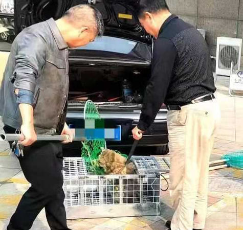 捕狗隊3人未穿著制服、未配戴相關證件。（圖／微博）