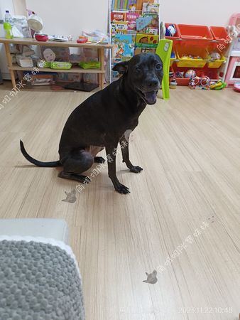▲黑狗屁屁準備挨針　醫提醒「這支超級痛」牠超驚恐：快救救我。（圖／有點毛毛的／粉專「角姐姐pk寶妹妹」提供）