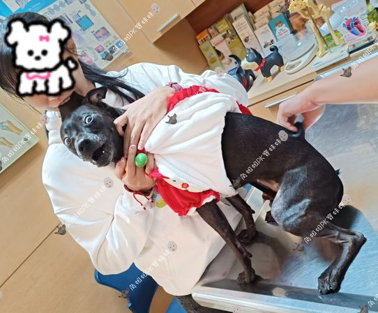 ▲黑狗屁屁準備挨針　醫提醒「這支超級痛」牠超驚恐：快救救我。（圖／有點毛毛的／粉專「角姐姐pk寶妹妹」提供）