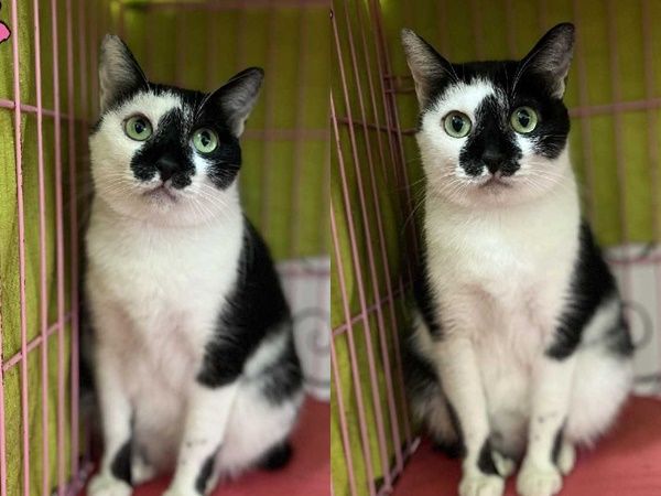▲▼「愛心鼻貓貓」收容所關785天　網刷整排幫找家。（圖／翻攝臺北市動物之家）
