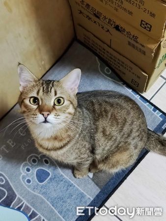 ▲▼不驚喜包！虎斑養1年萌圓臉「原比例膨脹」　千人融化：沒長歪。（圖／飼主陳小姐提供）