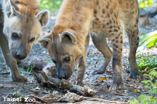 ▲▼斑點鬣狗「小乖」與「小白」。（圖／臺北市立動物園提供）