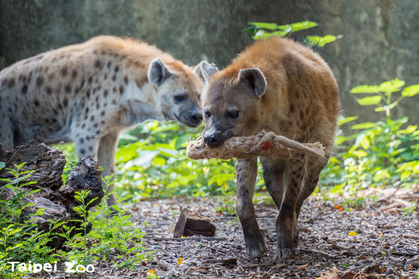 ▲▼斑點鬣狗「小乖」與「小白」。（圖／臺北市立動物園提供）
