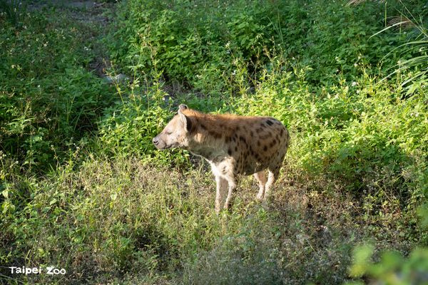 ▲▼斑點鬣狗「小乖」與「小白」。（圖／臺北市立動物園提供）