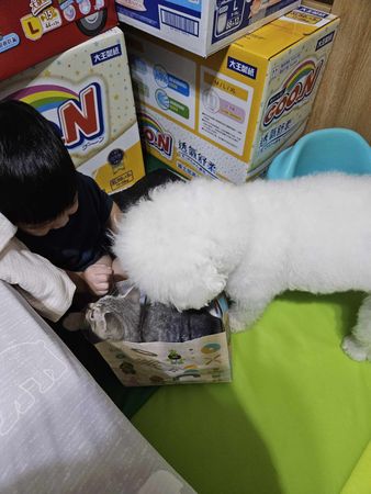 d7359561 爸爸帶去散步,比熊變灰熊。(圖/飼主瓜牛提供)