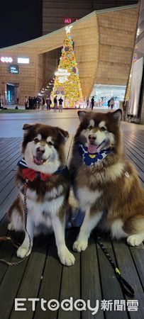 ▲▼阿拉斯加雪橇犬「金寶」和「銀寶」。（圖IG@kimbo.alaskan提供，請勿隨意翻拍，以免侵權。）
