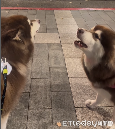 ▲▼ 阿拉斯加雪橇犬。（圖IG@kimbo.alaskan提供。）