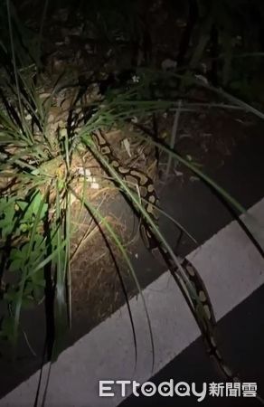 ▲▼桃園路上看見「發光繩子」他靠近驚覺是球蟒！　恐被棄養或走失。（圖／網友陶友強提供）