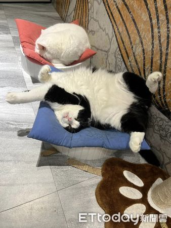 賓士貓奇葩睡姿。（圖／粉專屎弟嚕麵包的美甲店生活提供）