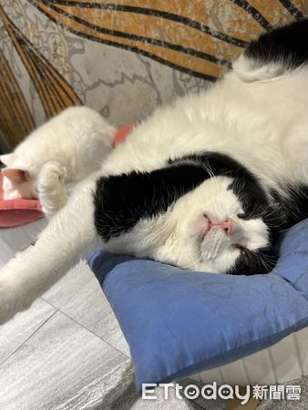 賓士貓奇葩睡姿。（圖／粉專屎弟嚕麵包的美甲店生活提供）