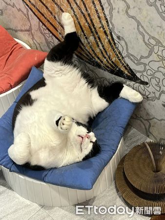 賓士貓奇葩睡姿。（圖／粉專屎弟嚕麵包的美甲店生活提供）