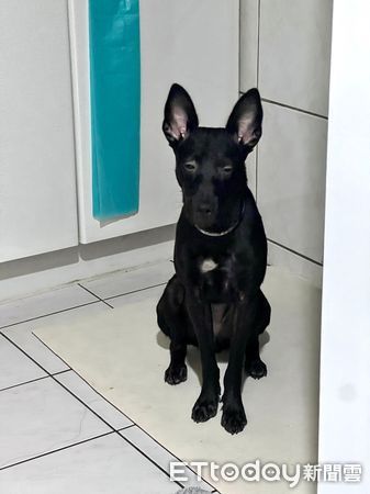 ▲▼凌晨上廁所愛犬照跟　「努力撐眼皮」邊打瞌睡：我要保護媽媽。（圖／IG@cowardhani授權提供）