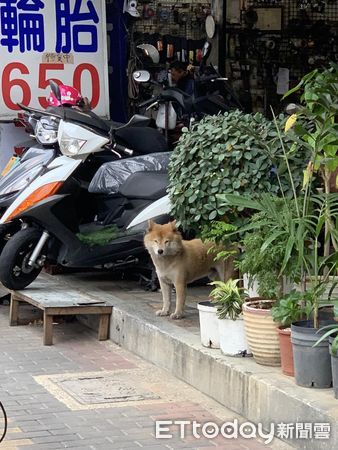 ▲▼沒睡飽嗎？路上發現「瞇瞇眼鰲拜」表情超茫　她笑：怎麼會有狐狸。（圖／網友喬提供）