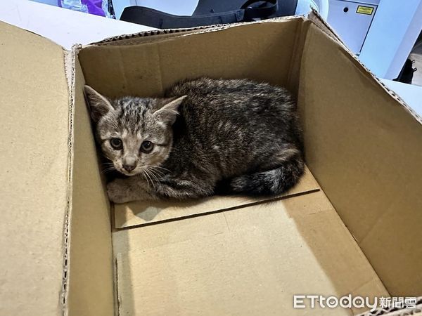 ▲差點變肉餅！五楊高架橋驚見「受困小貓」　他機警停車成功救援（圖／網友玖拉提供，請勿隨意翻拍，以免侵權。）