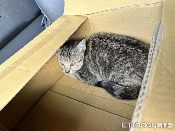 ▲差點變肉餅！五楊高架橋驚見「受困小貓」　他機警停車成功救援（圖／網友玖拉提供，請勿隨意翻拍，以免侵權。）
