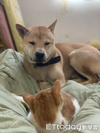 ▲圓臉貓準時6點「重壓胸口」喚醒奴才　沒多久狗也來參一咖：起床（圖／網友阿峰提供，請勿隨意翻拍，以免侵權。）