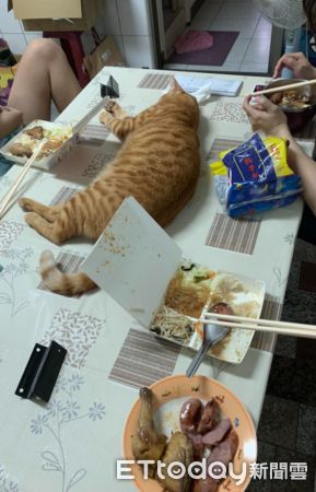 ▲餐桌上「大隻肥橘」躺中央！打擾吃飯　奴才傻眼：真的很不尊重（圖／網友許嘉原提供，請勿隨意翻拍，以免侵權。）