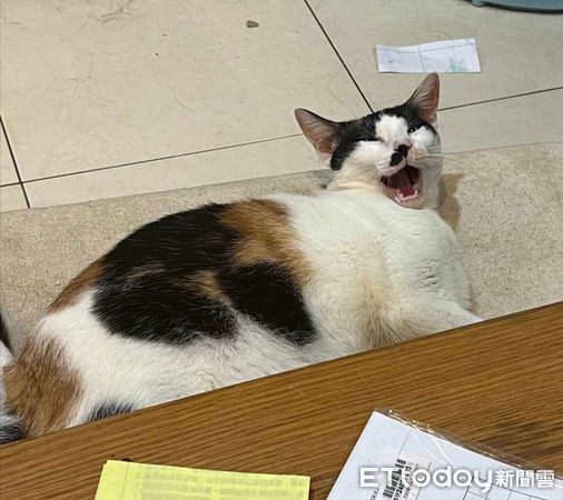 d7363804 ▲路邊撈回三花貓又醜又瘦小 一年後養成「正方形山豬」胖到沒脖子。(圖/飼主水熊小姐提供)