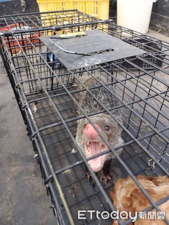 d7363973 ▲▼園主捕獲石虎吃雞的共犯食蟹獴,石虎吃剩下的腐食就是牠的主食。(圖/記者蔡文淵翻攝)