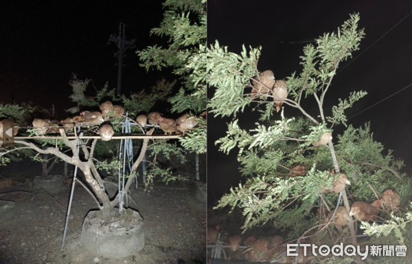 d7363976 ▲▼油甘觀光果園有3隻雞被石虎咬死,放養的雞晚上都不敢回雞舍,大部分都飛到樹上過夜。(圖/記者蔡文淵翻攝)