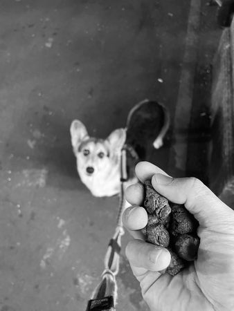 ▲忘記帶撿便袋！奴才PO「黃金右手」黑白照　過來人笑：還好是乾的。（圖／有點毛毛的／粉專「蘇家四兄妹:蘇祕魯,蘇jojo,蘇sake,蘇vaga」提供）
