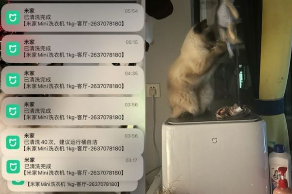 d7364310 ▲愛貓半夜不睡覺「洗了40次衣服」 主人看APP通知崩潰:心痛水費。(圖/翻攝自小紅書)