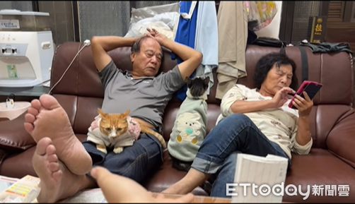 ▲▼橘貓「三萬」和虎斑貓「肉包」。（圖／IG@@cat_chen_fish提供，請勿隨意翻拍，以免侵權。）