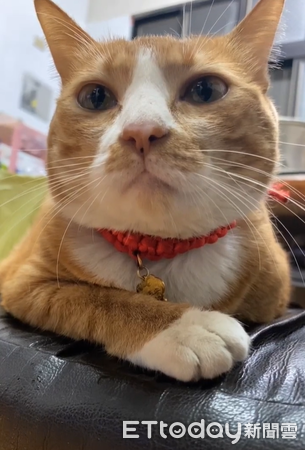 ▲▼橘貓「三萬」和虎斑貓「肉包」。（圖／IG@@cat_chen_fish提供，請勿隨意翻拍，以免侵權。）