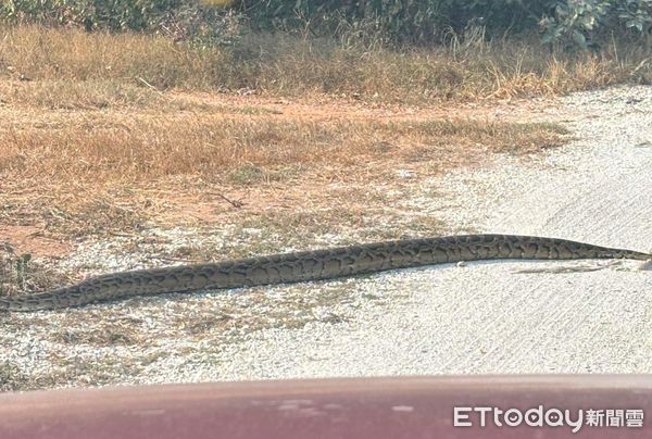 d7364930 ▲3米以上巨大緬甸蟒「緩慢過馬路」 他趕緊停下車:比我小腿還粗。(圖/目擊民眾提供)