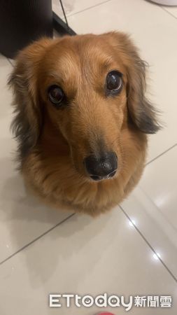 臘腸狗貝里。（圖／飼主Caroline Zhong提供）