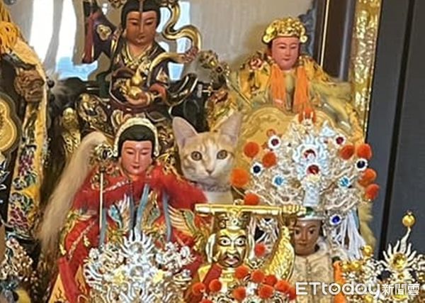 ▲30尊神像堆多一隻「金毛盜版虎爺」　主人抬頭怒喊：給我下來！ 。（圖／飼主陳夢萍提供）