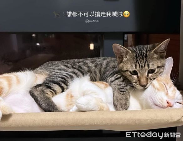 ▲30尊神像堆多一隻「金毛盜版虎爺」　主人抬頭怒喊：給我下來！ 。（圖／飼主陳夢萍提供）
