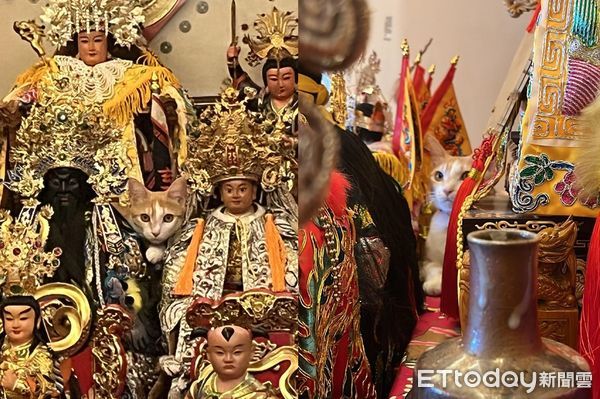 ▲30尊神像堆多一隻「金毛盜版虎爺」　主人抬頭怒喊：給我下來！ 。（圖／飼主陳夢萍提供）